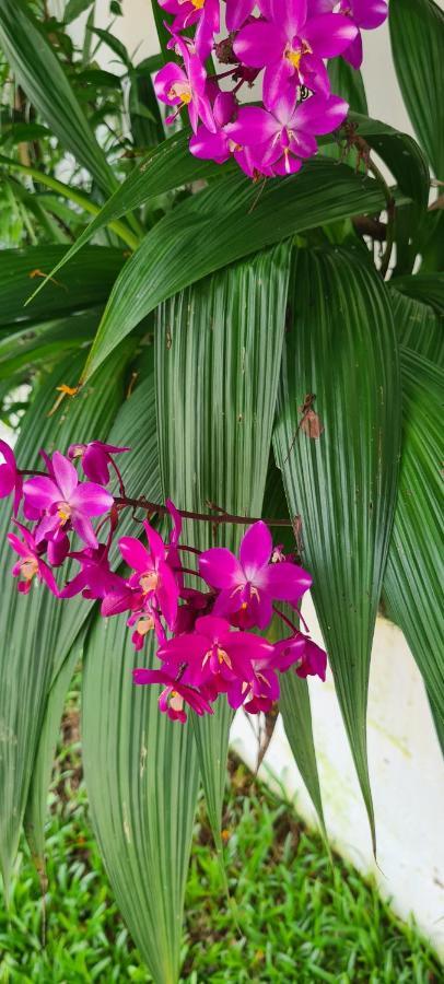 Harmony Self-Catering Apartments Beau Vallon  Zewnętrze zdjęcie