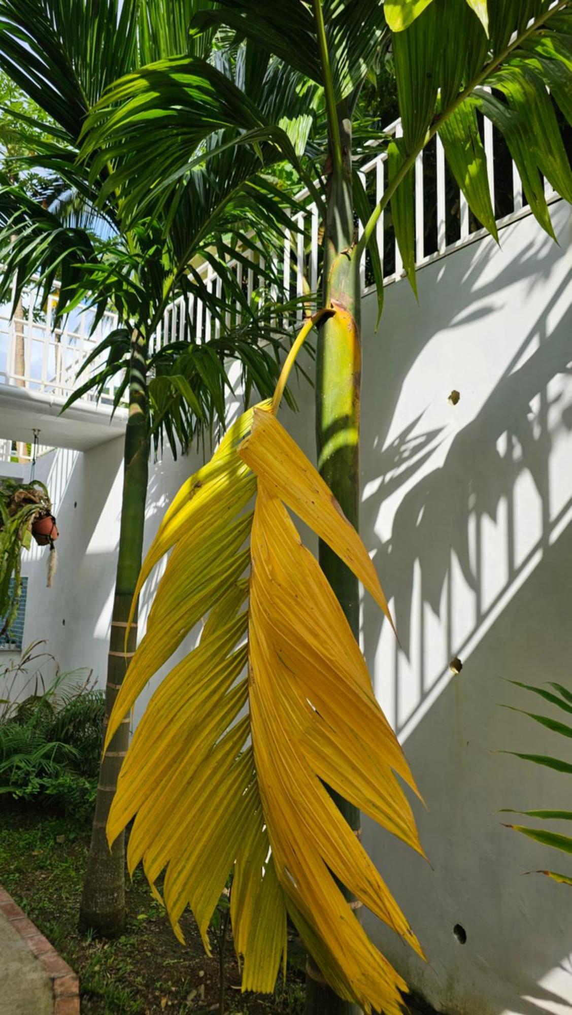 Harmony Self-Catering Apartments Beau Vallon  Zewnętrze zdjęcie